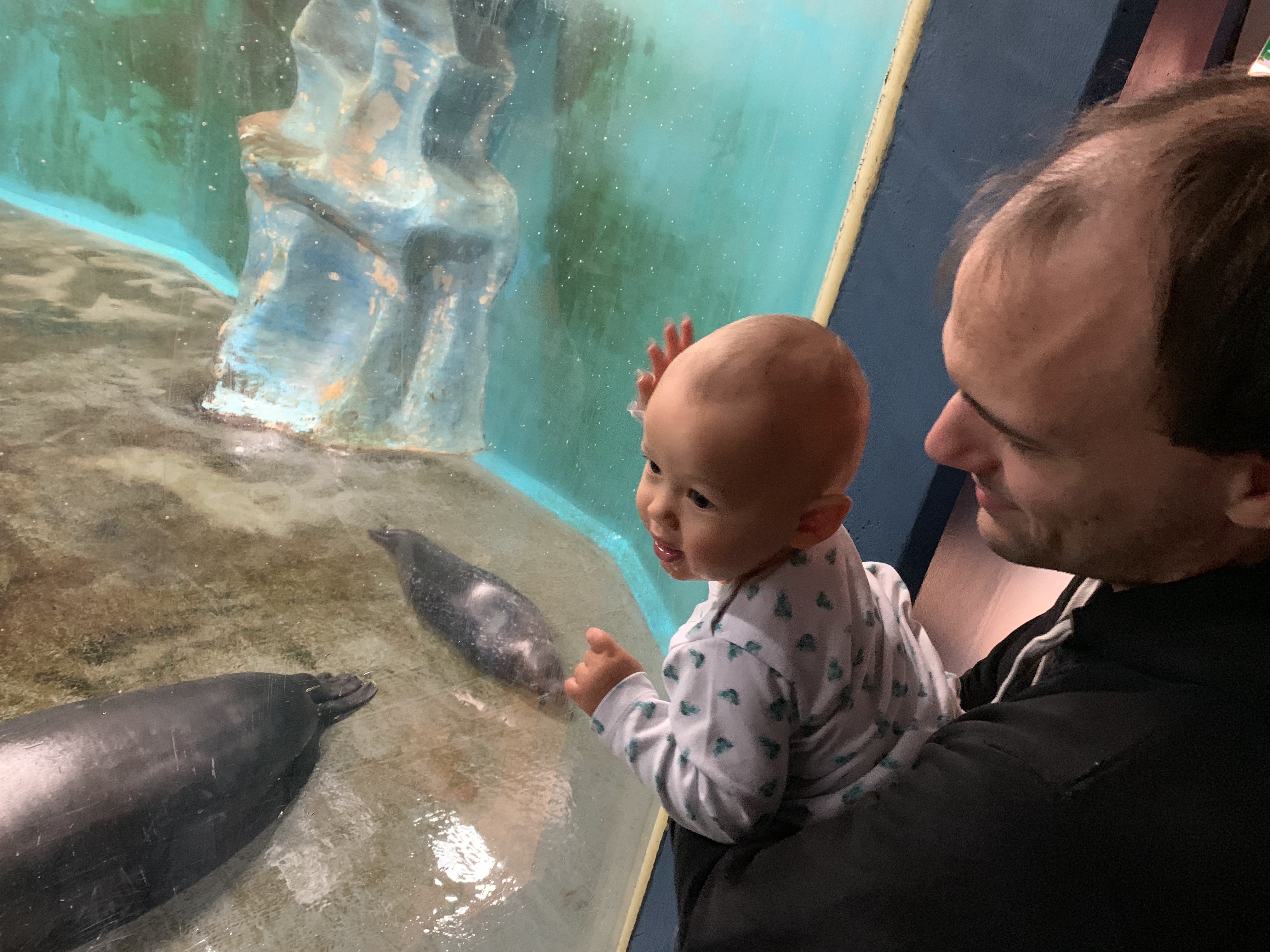 Ich halte meinen Sohn vor dem Robbenbecken in Polaria in Tromso.